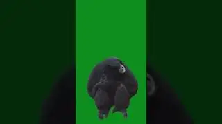 monkey green screen video