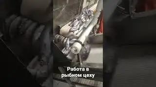 работа в море жизнь в море минтай