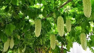7 Health Benefits of Bitter Gourd (Karela) Juice | Health And Nutrition