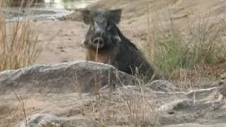 Wild Indian Boar (Sus scrofa cristatus) - जंगली सूअर