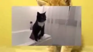 страхи кошек