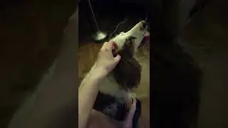 Чешу сябаку