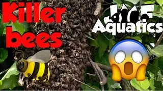 Bee 🐝 Swarm stops pond build.￼