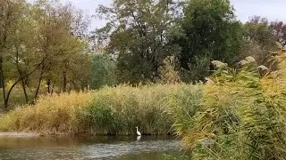 Цапля в реке.