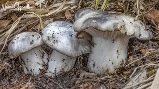 Funghi primaverili | I 