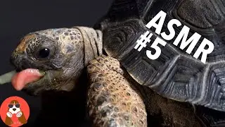 ASMR #5 Baby Giant Tortoise / Turtle Eating Vegetables | Animal ASMR | 4K