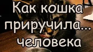 Когда Кошка и Человек Действительно Любят Друг Друга Как Кошка Приручила Человека