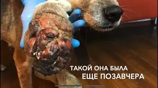 Спасли собаку с новообразованием. Приют «ПИФ» Донецк