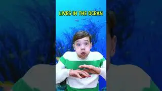 Fun Way To Learn About Animals! 
