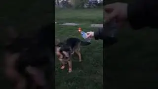 Ерёма пьет воду на прогулке..))