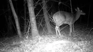 Good one of deer