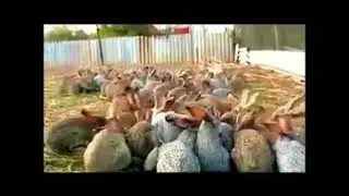 Прикол с кроликами