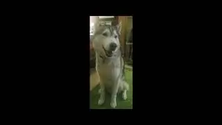 Dog sniffing sound effect