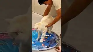 At first they liked it... then chaos happened! 😱