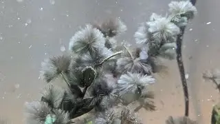 How to Kill Black Beard Algea with Peroxide