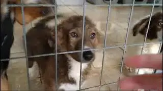 Funduki Video2 #rescuedog #tierschutz #hund