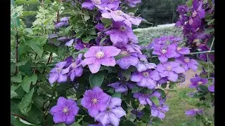 THE LARGEST CLEMATIS OF BLUE - BLUE COLOR. SIMPLY DELIGHTFUL!!