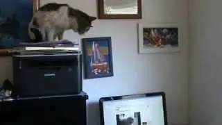 Кот Альфред и ролик с YouTube / cat watching video