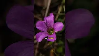 Flor + lente macro = 🤩🤩🤩 #dicadefotografia #dicadefotografo #dicasdefotografia