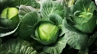 Cabbage harvest technology|2020