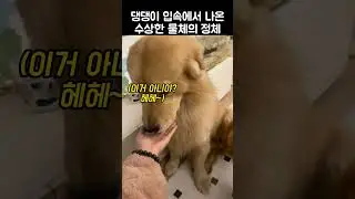"아무래도 수상한대?".. 댕댕이가 주인에게 오리발을 내민 이유