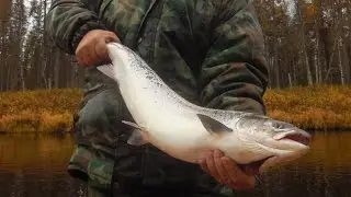 Сёмга на воблер
