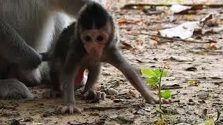 Discover the CUTEST Baby Animals Ever!