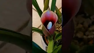 КОМНАТНЫЕ РАСТЕНИЯ Зацвёл мой Джангл-Буги #цветы #nature #plants #влог #garden #обзор #покупки #