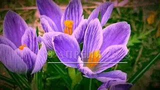 ПУТЕШЕСТВИЕ ПО САДУ.💫 03.04.2023..