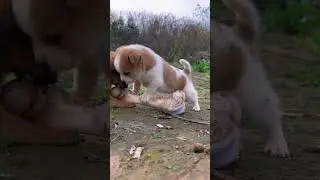 битва за косточку 😂 #пёсики #shorts