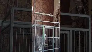 Попугай матерится на хозяина 07.11.2023
