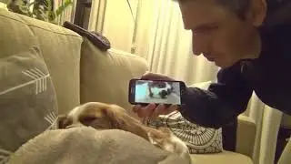 Cansado de los ronquidos de su perro...
