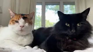 Normal Behavior of Cats