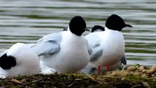 Little Gulls at Willington Wetlands, 22nd April, 2023.