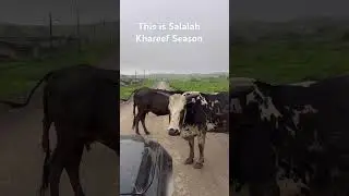 Salalah Oman Khareef Season #salalah #khareef #oman #travel #moonsoon #travelblog