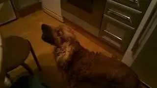 Как спаниель Сема встречает хозяина.