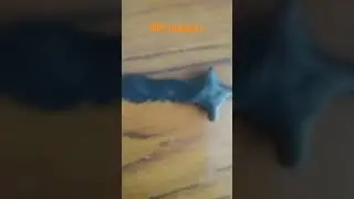стедоф