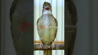 kapas tembak gacor