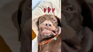 Wenn dein Hund die Rechnung bezahlt 😳🐶 
