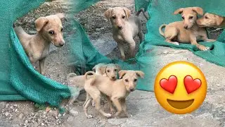 Cute little puppies fun time with mother #puppies #funnyanimals