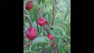 Nectarine Grafted Onto Wild Plum-Prunus Cerasifera-With Fruits