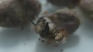 Methods to assess the health status of the solitary bee Osmia bicornis [PoshBee training]
