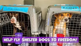 Help Fly Shelter Pets To Freedom!
