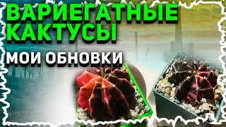 Вариегатные Кактусы. Мои Обновки. Гимнокалициум.