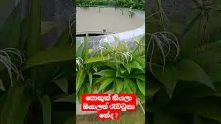 අවසන්තෙක් බලන්නඈතටදැක්කේපොකුණක් වගේ like a pond but no
