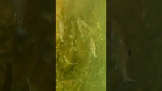 Водный мир моими глазами. 