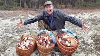 ЁПЭРЭСЭТЭ ! Я В ОБМОРОКЕ ! БЕЛЫЕ ГРИБЫ БОРОВИКИ РАСТУТ ПОЛЯМИ ! КОСА ЗАТУПИЛАСЬ ! Грибы 2021 !