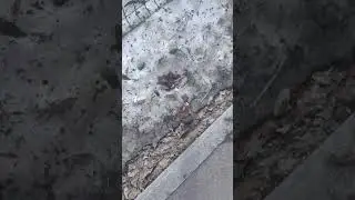 Собачьи экскременты у Детских садиков. 27.03.2023г.