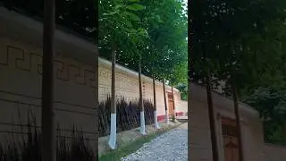 Павловния  2024   Манзара  учун  хам  зур  булади.