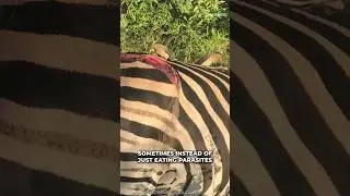 Oxpecker | Nature Pest Controllers